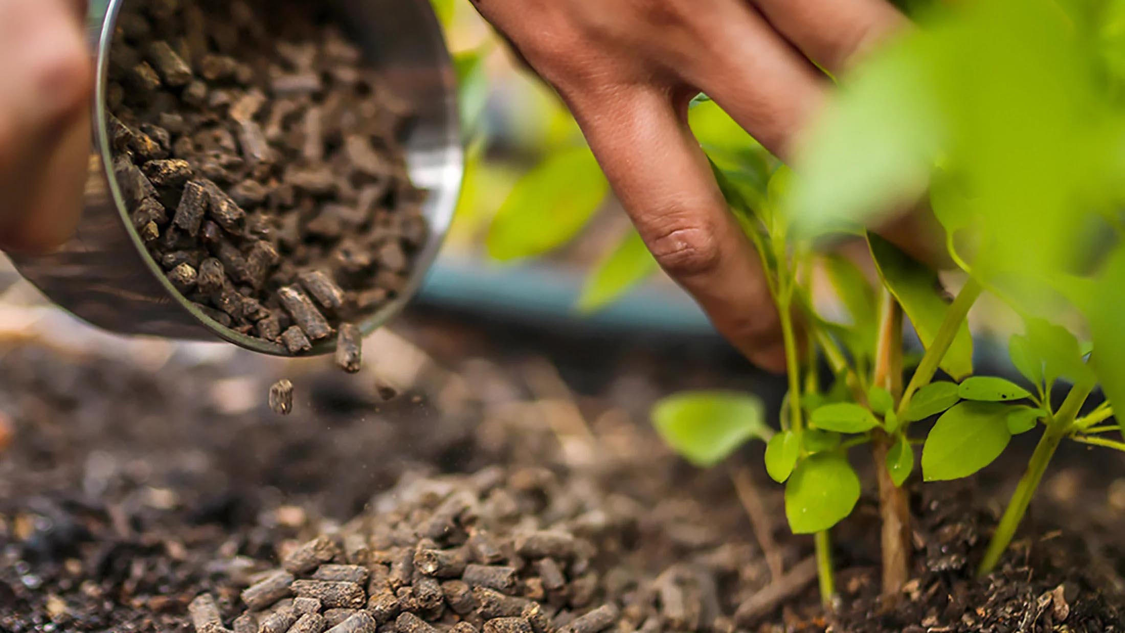 Unlike synthetic fertilisers, which can deplete soil health over time, organic fertilisers feed the soil and stimulate microbial life, leading to long-term soil fertility.